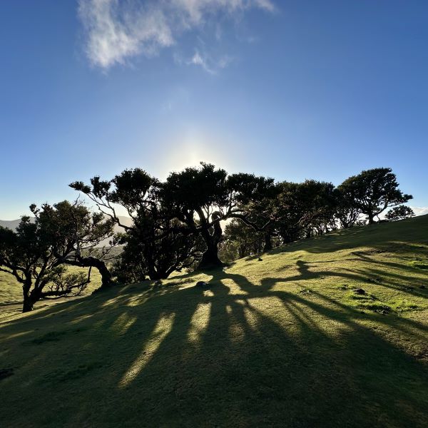 Ősi babérfák a napfényes Fanal-erdőben, Madeira