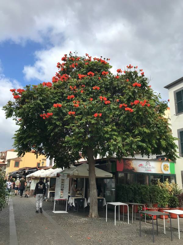 Virágzó fa februárban, Funchal, Madeira-szigetek