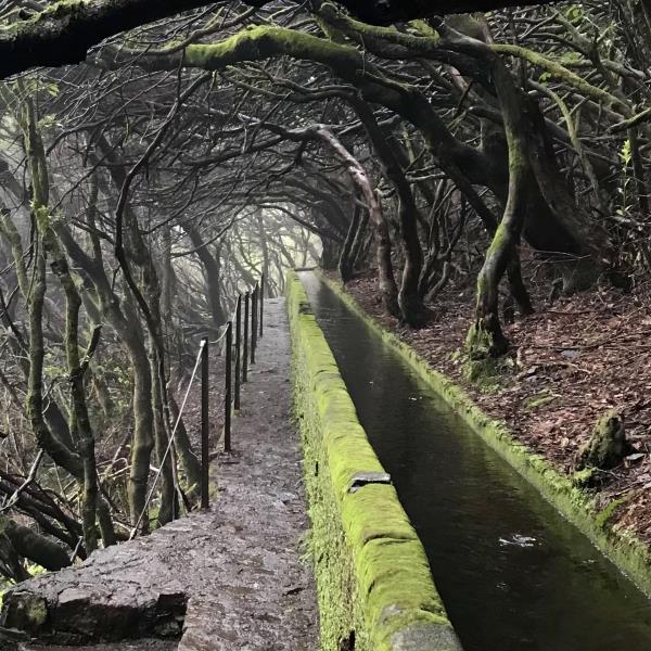 Levada-csatorna mohos fák alatt a PR6 túraútvonalon, Madeira