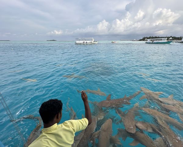 cápaetetés Medhufushi resort sziget, Maldív-szigetek