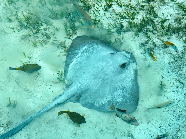 rája Medhufushi resort sziget, Maldív-szigetek