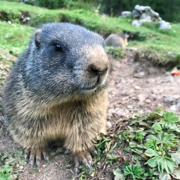 Közeli kép egy mormotáról a Dachstein lábánál, Ausztria